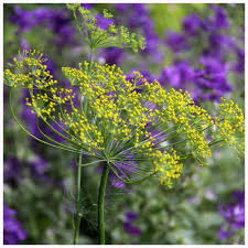 Anethum Graveolens Flower seeds for Planting – Bright Blooms, Heirloom & GMO Free Seeds for Home Garden, High Germination