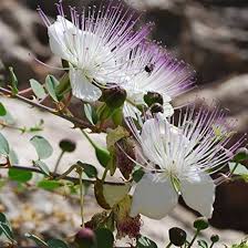 Heirloom Capparis Spinosa Flower Seeds for Planting | Non-GMO, High Germination, Organic Garden Seeds