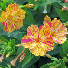 Yellow Red Four O'Clock Flower Seeds for Planting – Wildflower Mix, Heirloom, Non-GMO Seeds for Home Garden