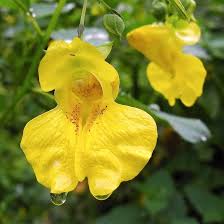 Jewelweed Flower Seeds for Planting – Drought Tolerant, Heirloom, GMO Free Organic Garden Seeds