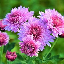 Heirloom Chrysanthemum Flower Seeds for Planting – Long Bloom Season, Non-GMO & High Germination Seeds