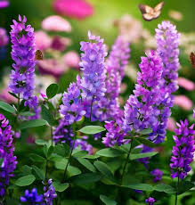 Showy Tick Trefoil Flower Seeds for Planting – Heirloom, Non-GMO, High Germination Organic Garden Seeds