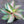 Aglaonema Mixed Seeds for Planting – Bright Blooming Heirloom Non-GMO Organic Garden Seeds, High Germination
