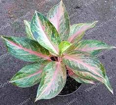 Aglaonema Mixed Seeds for Planting – Bright Blooming Heirloom Non-GMO Organic Garden Seeds, High Germination