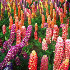 Russell Lupine Flower Seeds for Planting – Heirloom, Non-GMO, Cottage Garden Essential, High Germination
