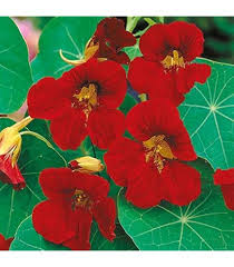 Tropaeolum Majus Nasturtium Flower Seeds for Planting - Heirloom, Non-GMO, High Germination Organic Garden Seeds