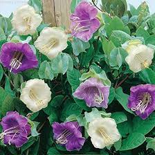 Purple Cathedral Bells Cobaea Scandens Flower Seeds for Planting – Heirloom Non-GMO High Germination Organic Garden Seeds