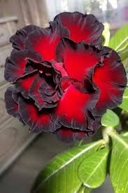 Black Red Adenium Obesum Flower Seeds for Planting – Heirloom, Non-GMO, High Germination Organic Garden Seeds