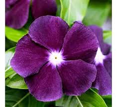 Purple Periwinkle Flower Seeds for Planting – Heirloom, Non-GMO, Easy to Grow Organic Garden Seeds
