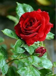 Hybrid Rose Flower Seeds for Planting – Sun Loving, Heirloom, GMO Free Organic Garden Seeds