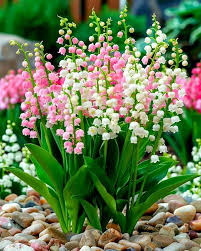 Valley Flower Seeds for Planting – Heirloom, Non-GMO, Compact Growth, High Germination