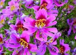 Heirloom Schizanthus Flower Seeds for Planting – Shade Tolerant, Non-GMO, High Germination Organic Garden Seeds
