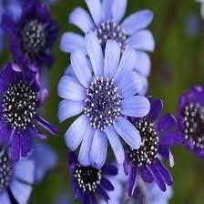 Blue Felicia Flower Seeds for Planting | Heirloom Non-GMO High Germination
