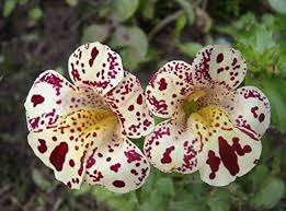 Mimulus Pictus Flower Seeds for Planting – Wildflower Mix Heirloom Non-GMO High Germination Garden Seeds