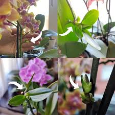 Keiki Orchids Flower Seeds – Heirloom, Non-GMO, Fragrant Blossoms Organic Garden Seeds for Planting