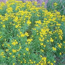 Yellow Mexican Tarragon Flower Seeds for Planting – Heirloom, Non-GMO, Low Maintenance Organic Garden Seeds