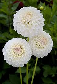 White Dahlia Perennial Flower Seeds for Planting – Sun Loving, Heirloom, Non-GMO, High Germination