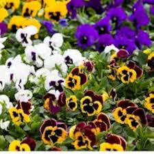 Pansy Swiss Flower Seeds for Planting – Heirloom, Non-GMO, Pollinator Friendly