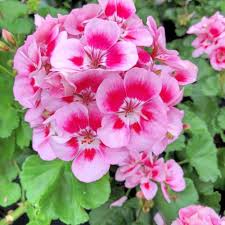Baby Pink Pelargonium Flower Seeds for Planting – Colorful Display, Heirloom, Non-GMO &amp; High Germination Seeds