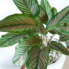 Mixed Calathea Flower Seeds for Planting – Heirloom, Non-GMO, Drought Tolerant, High Germination Seeds