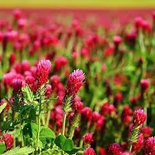 Crimson Red Clover Flower Seeds for Planting – Premium Quality, Heirloom, Non-GMO Seeds for Home Garden