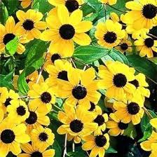 Rudbeckia Triloba Flower Seeds for Planting – Heirloom, Non-GMO, High Germination Organic Garden Seeds