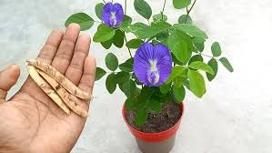 Coral Pea Flower Seeds for Planting – Shade Tolerant, Heirloom, GMO Free Organic Garden Seeds