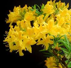 Yellow Rhododendron Flower Seeds for Planting – Long Bloom Season Heirloom Non-GMO High Germination Organic Garden Seeds