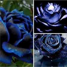 Dark Blue Unique Rose Flower Seeds for Planting – Heirloom, Non-GMO, Hardy Organic Garden Seeds