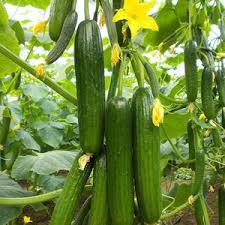 Arola Cucumber Seeds for Planting – Organic Heirloom Non‑GMO High Germination Organic Garden Seeds, Salad Cucumber