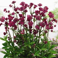 Astrantia Pincushion Flower Seeds for Planting – Perfect for Borders, Heirloom, Non-GMO & High Germination Seeds