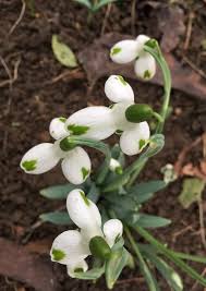 White Galanthus Flower Seeds for Planting – Heirloom, Non-GMO, Garden Favorite Seeds