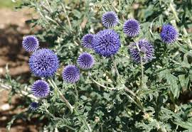 Echinops Flower Seeds for Planting – Premium Quality, Heirloom & Non-GMO Seeds