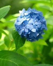 Deep Blue Hydrangea Flower Seeds for Planting – Heirloom, Non-GMO Premium Quality Organic Garden Seeds