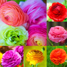 Ranunculus Asiaticus Flower Seeds for Planting – Heirloom, Non-GMO, Vibrant Colors Organic Garden Seeds