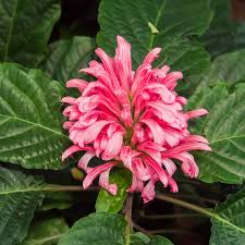Plumed Flower seeds for Planting – Colorful Display, Heirloom, Non-GMO, High Germination Organic Garden Seeds