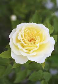 White Yellow Rose Flower Seeds for Planting – Heirloom, Non-GMO, Low Maintenance, High Germination