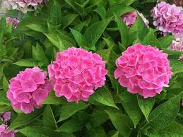 Thick Pink Hydrangea Flower Seeds for Planting – Premium Quality, Heirloom & Non-GMO, High Germination