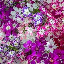 Mixed Twinkle Star Flower Seeds for Planting – Heirloom, Non-GMO, High Germination Organic Garden Seeds