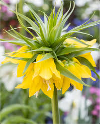 Yellow Fritillaria Imperialis Seeds – Heirloom, Non-GMO, Premium Quality