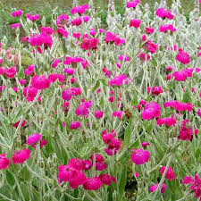 Pink Rose Campion Flower Seeds for Planting – Heirloom, Non-GMO, Hardy Organic Garden Seeds