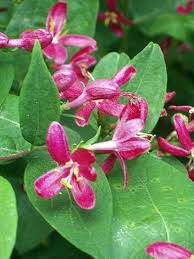 Heirloom Lonicera Tatarica Flower Seeds for Planting – Fragrant Blossoms, Non-GMO, High Germination Organic Garden Seeds