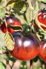 Vegetable Seeds,Garden seeds, Seeds For Planting,Plant Seeds