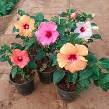 Hibiscus Flower Seeds for Planting – Perfect for Borders Heirloom Non-GMO Organic Garden Seeds