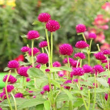 Gomphrena Flower Seeds for Planting – Heirloom, Non-GMO, High Germination, Organic Garden Seeds