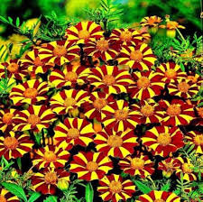 Marigold Jester Flower Seeds for Planting – Heirloom, Non-GMO, Cut Flower Favorite Organic Garden Seeds