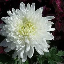 Crisantemo Flower Seeds for Planting – Heirloom, Non-GMO, Seasonal Bloomer Organic Garden Seeds