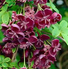 Akebia Quinata Flower Seeds for Planting – Heirloom, Non-GMO, High Germination Organic Garden Seeds