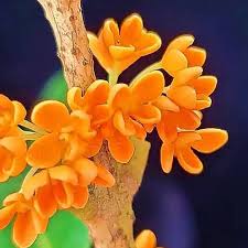Osmanthus Orange Flower Seeds for Planting | Heirloom Non-GMO High Germination Organic Garden Seeds