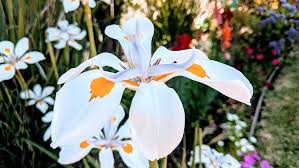 Iridioides Flower Seeds for Planting – Pollinator Friendly, Heirloom & Non-GMO Seeds